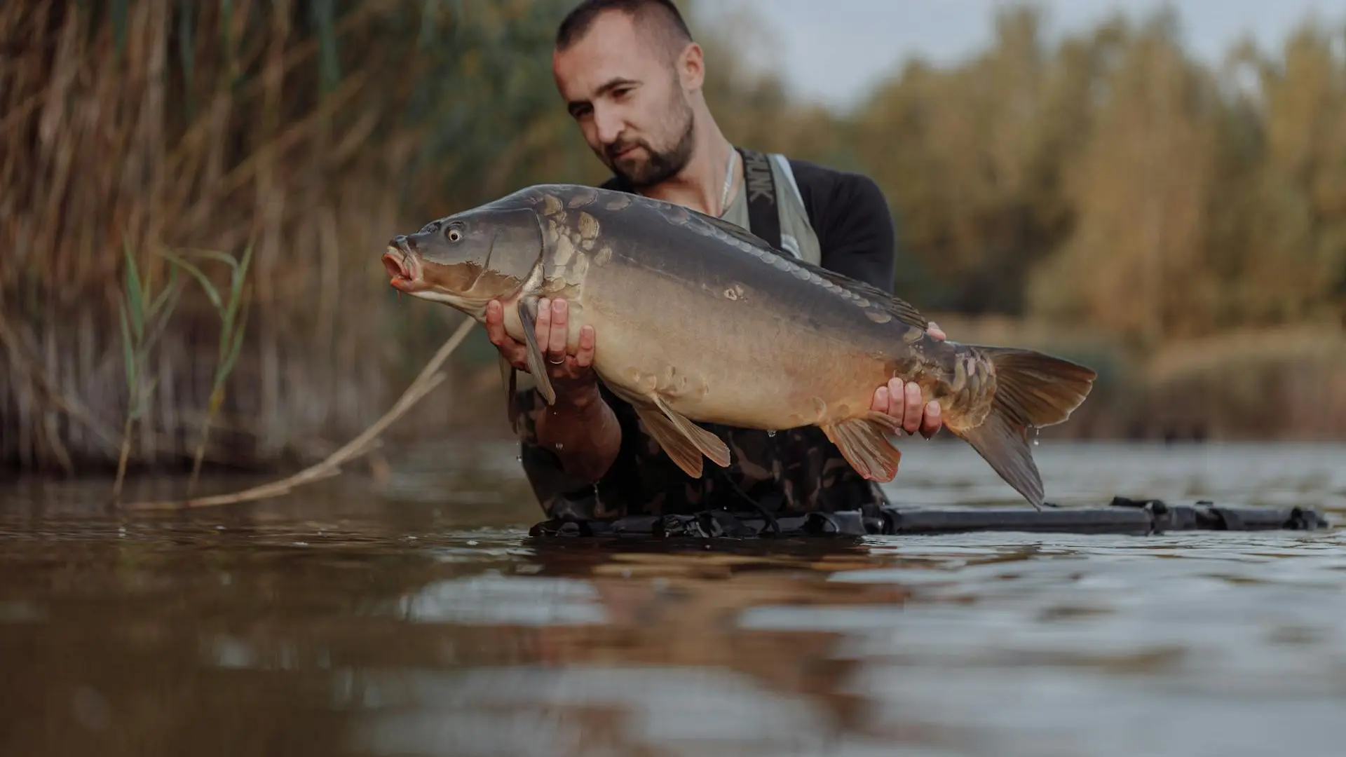 Angler holding a large common carp caught at a freshwater lake with cattails and murky water