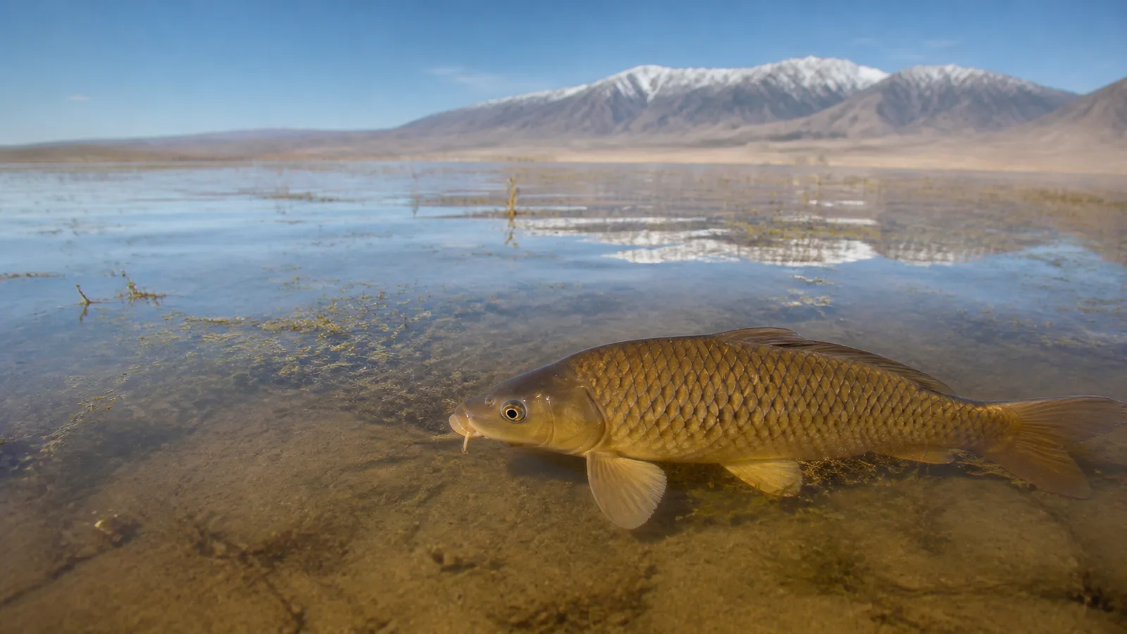 A common carp in shallow Utah Lake water with a mountain shoreline behind it